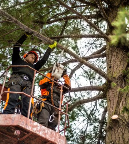 Two arborist men with chainsaw and lifting platform cutting a tree.