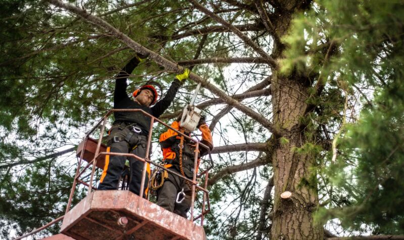 Two arborist men with chainsaw and lifting platform cutting a tree.